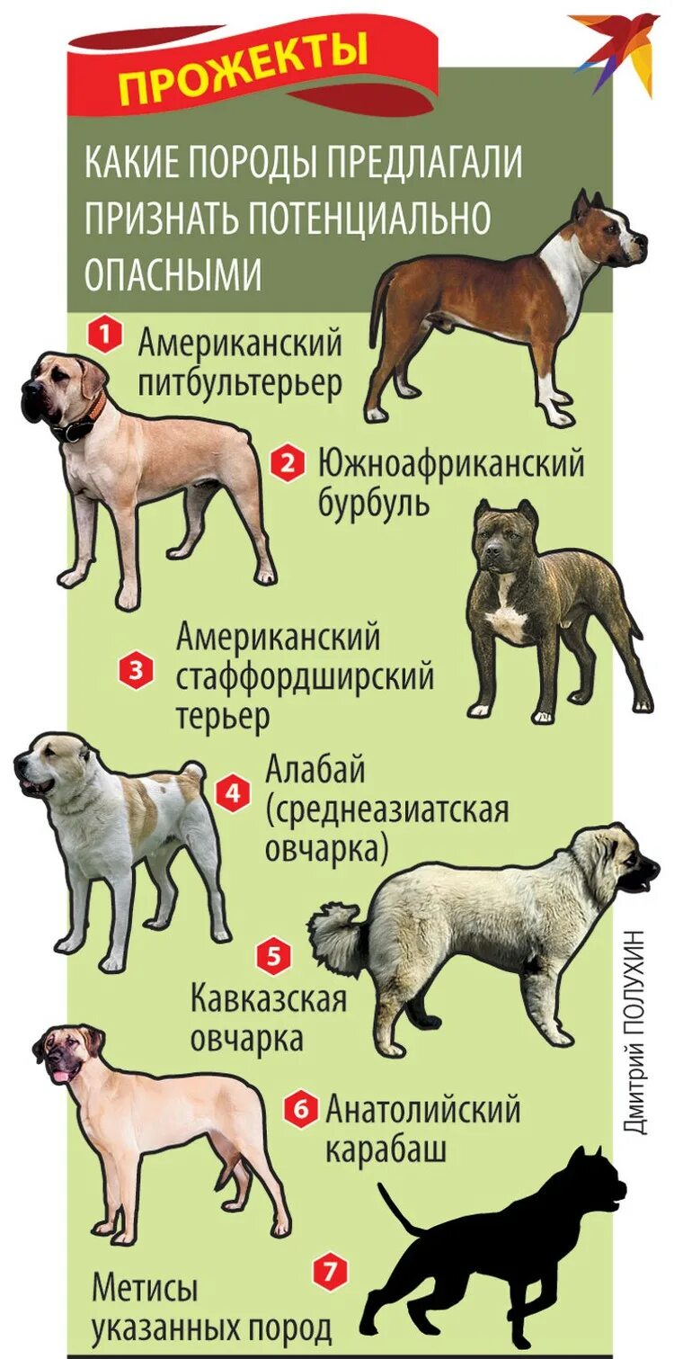 Потенциально опасные собаки рф. Стаффордширский терьер стандарт. Потенциально опасные породы собак. Патанциально опасные породы со АК. Особо опасные породы собак.