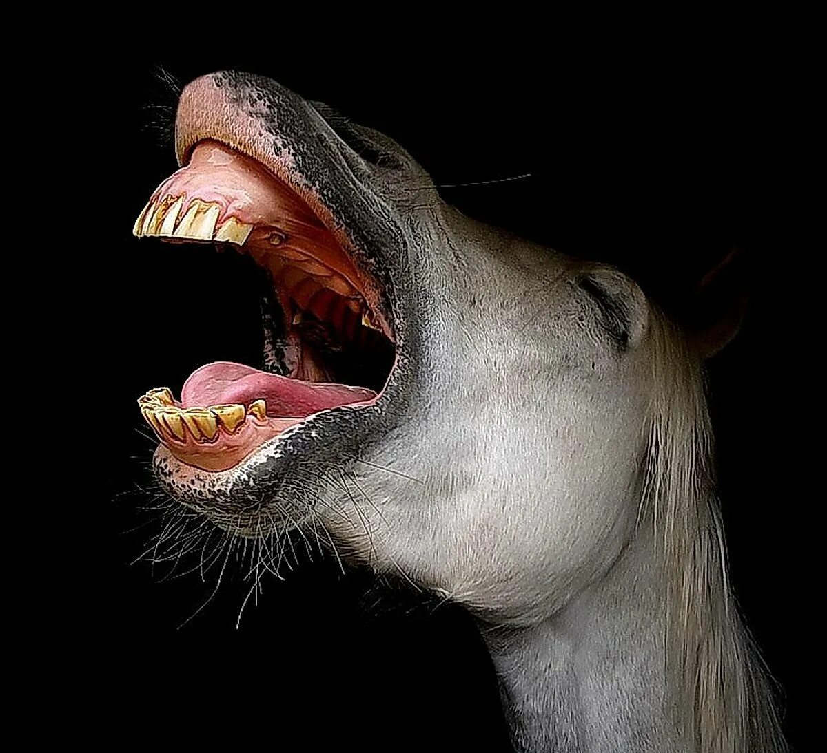 Строение челюсти лошади. Лошадь с зубами