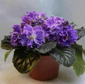 Фиалки фото сорт ле
