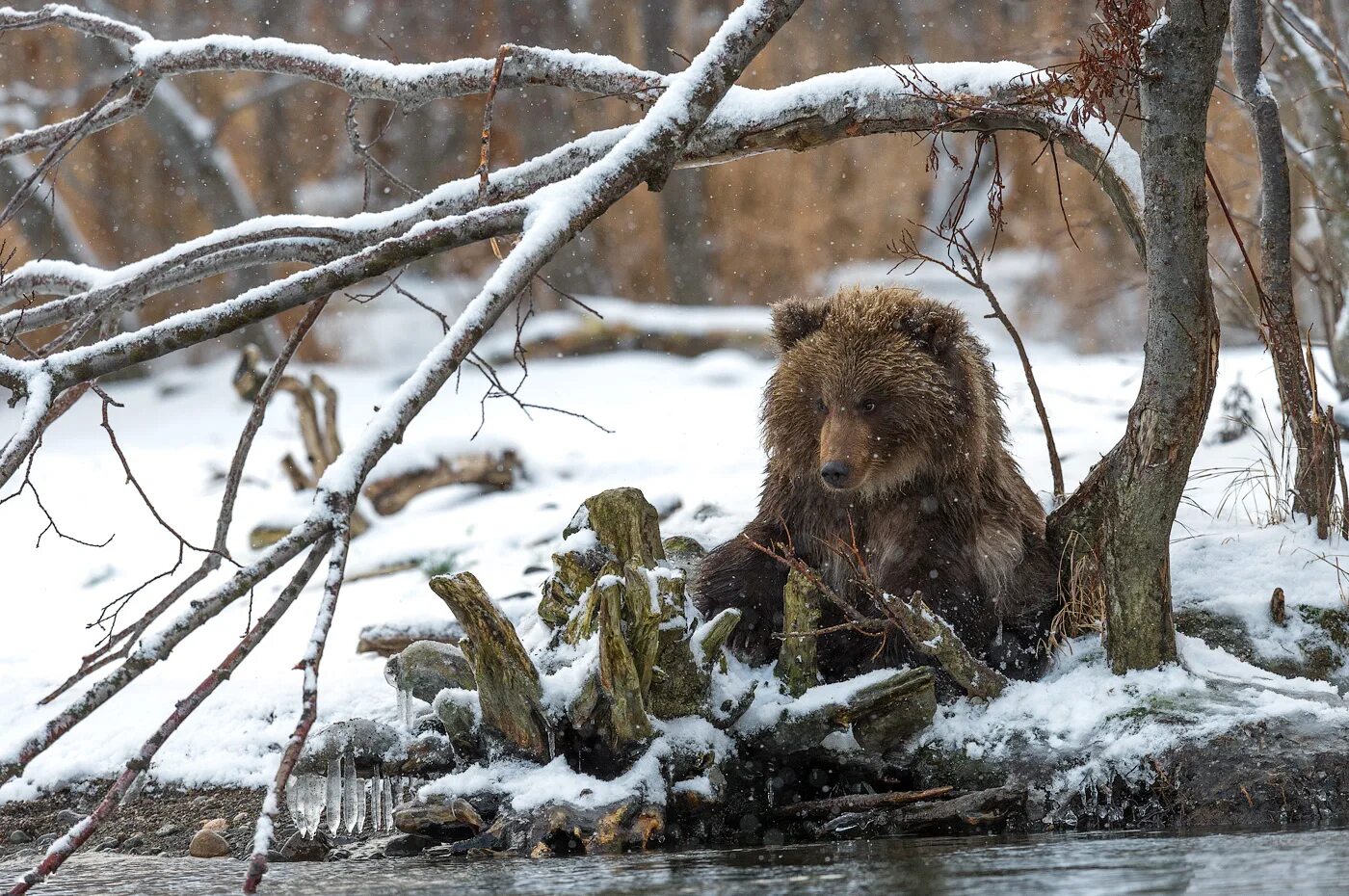Медведь весной картинки. Пробирается медведь сквозь Лесной валежник. Медведь весной. Медведь ранней весной. Звери ранней весной.