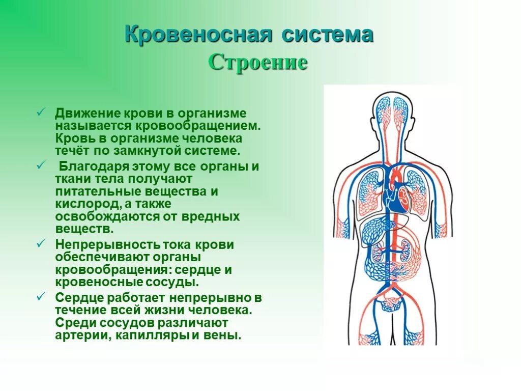 В какую систему органов входит сердце. Кровеносная система 3 класс окружающий мир. Система кровообращения человека. Проект по кровеносной системе человека. Кровеносная система доклад.