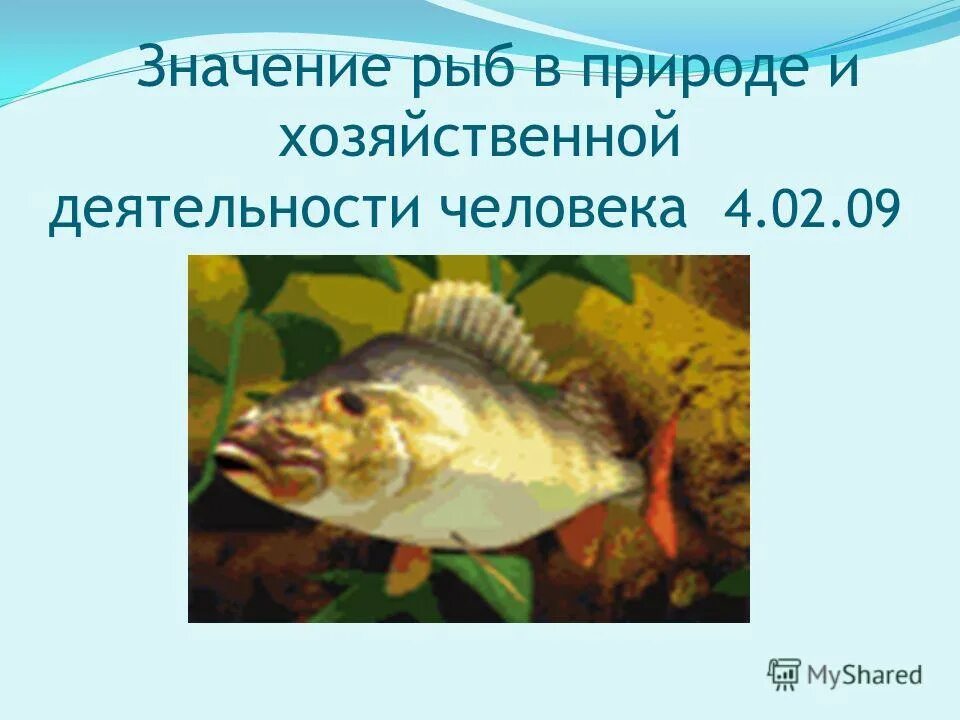 Значение рыб в природе сообщение. Значение рыб. Значение рыб в природе и для человека. Хозяйственное значение рыб. Роль в природе Надкласс рыбы.