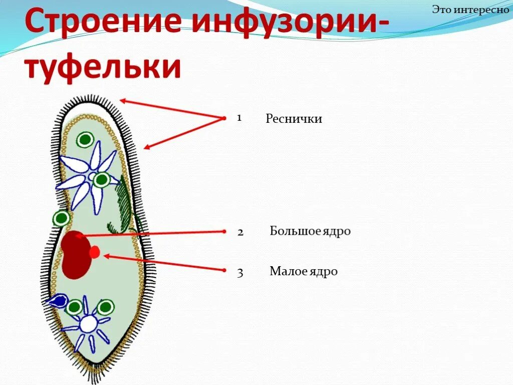 Структуры инфузории туфельки. Инфузория туфелька ядерный аппарат. Схема питания инфузории туфельки. Инфузория туфелька среда обитания. Поперечное деление инфузории туфельки.