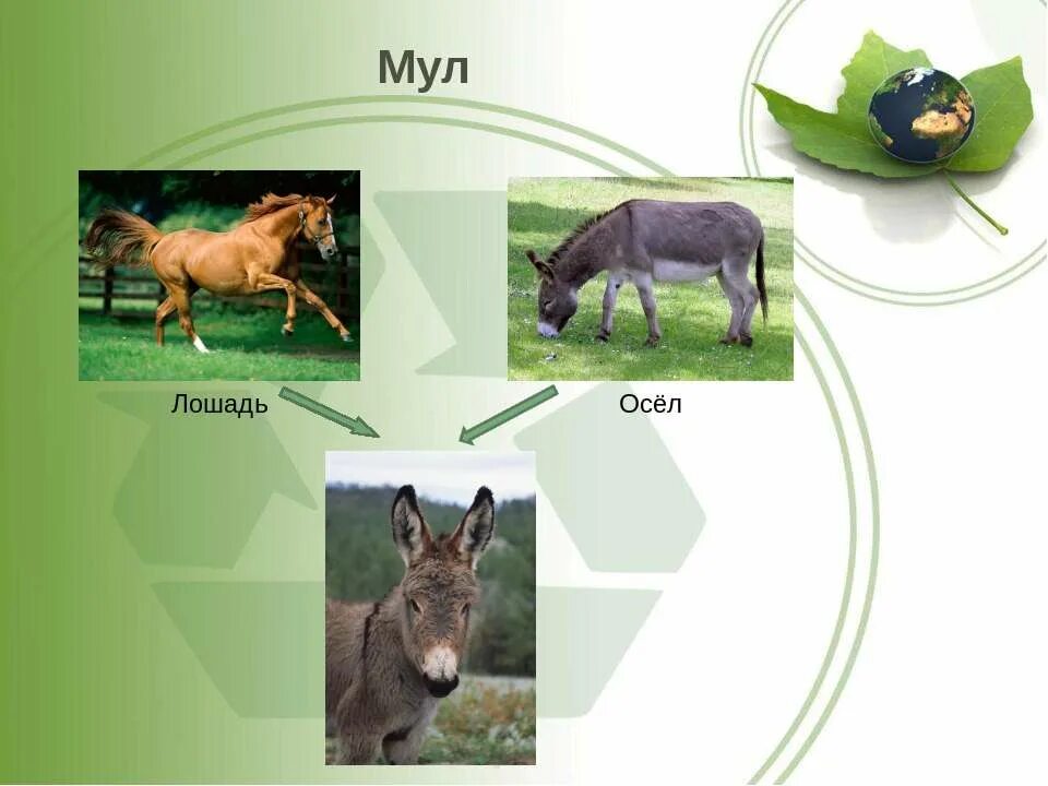 Мул метод селекции. Межвидовая гибридизация в селекции животных. Мул метод селекции. Гибридизация гетерозис. Гетерозис лошак.
