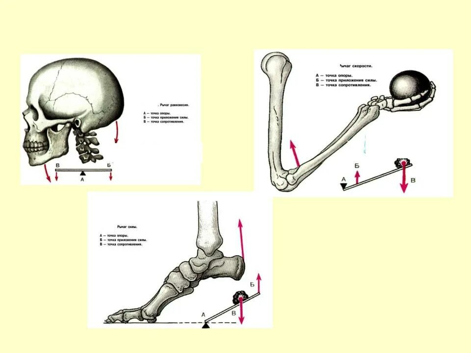 2 рычаг в скелете человека. Рычаг 1 рода в биомеханике. Рычаги их виды. Схема действия мышц на костные рычаги. Виды рычагов в биомеханике.