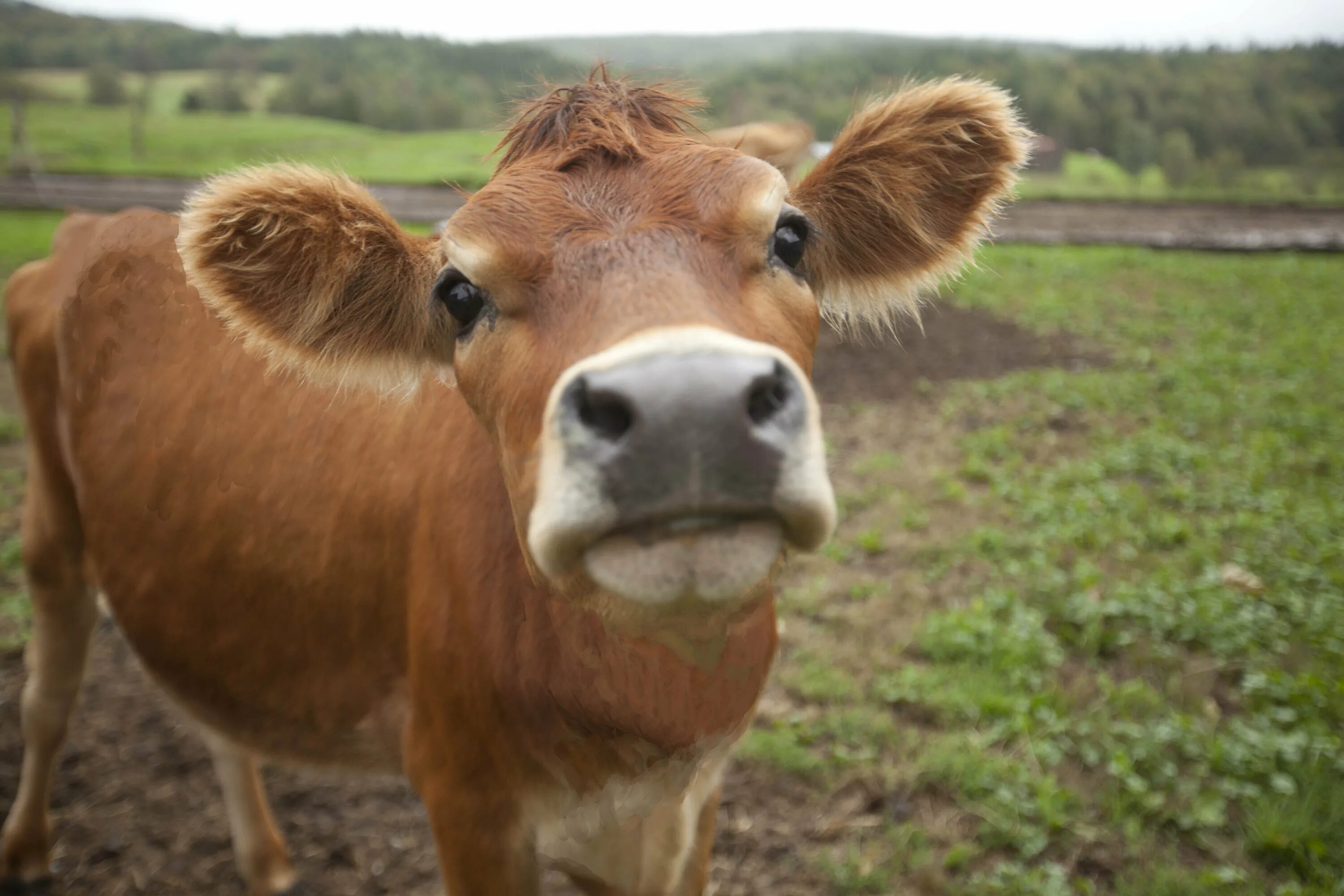 Красивая коровка. Телята джерси. Корова. Милые коровы. Рыжая корова.
