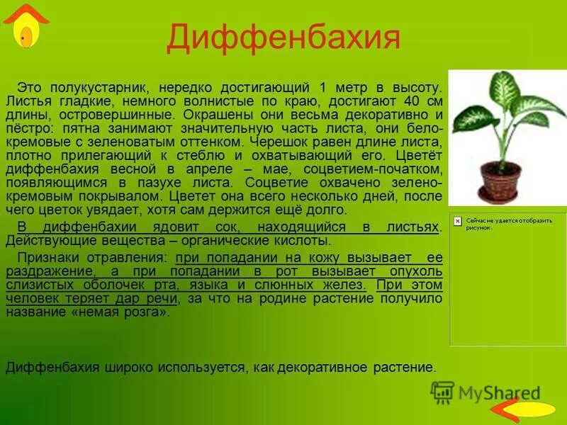 Диффенбахия ароидные. Диффенбахия характеристика растения. Диффенбахия вампир. Кротон монстера хлорофитум диффенбахия. Диффенбахия барагуина.