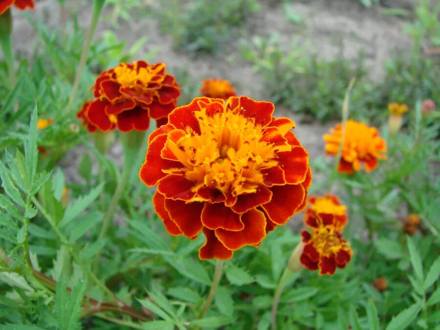 Бархатцы чернобривцы. Бархатцы (чернобривцы, тагетес). Примула tagetes orange. Бархатцы чернобривцы. Бархатцы дискавери оранж.
