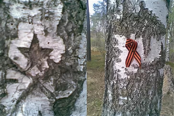 Солдат у березы. Раненая береза