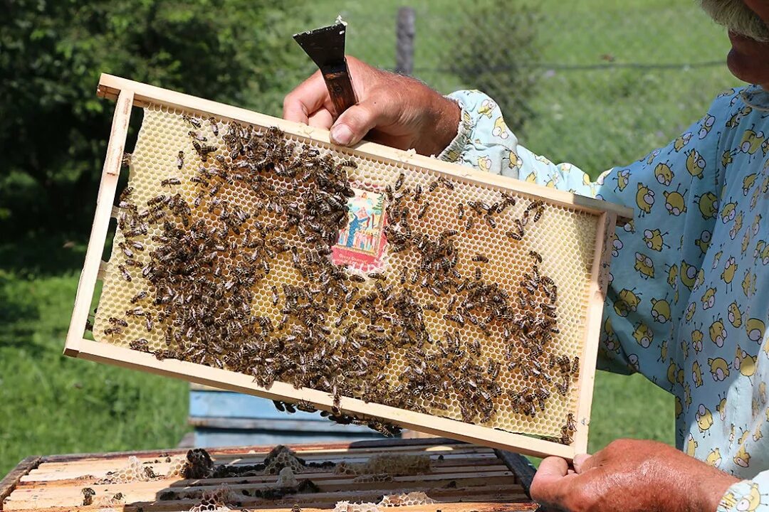 Купить пчел мордовия. Пасека медовый рай горный Алтай. Магазин пчеловод Рыбинск. Пасека Алтайский край. Пчеловодство на Алтае.