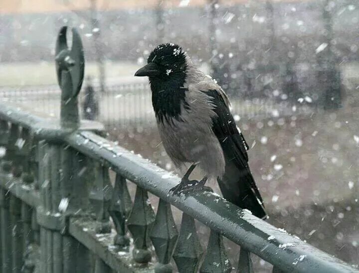 Ворона. Вороны городские. Вороны на снегу. Замерзшая ворона. Ворона сидит и каркает