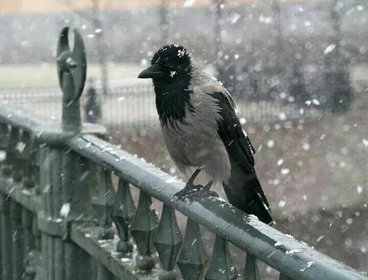 Ворона. Вороны городские. Вороны на снегу. Замерзшая ворона. Воронов шел по улице