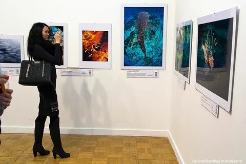 Выставки черепах