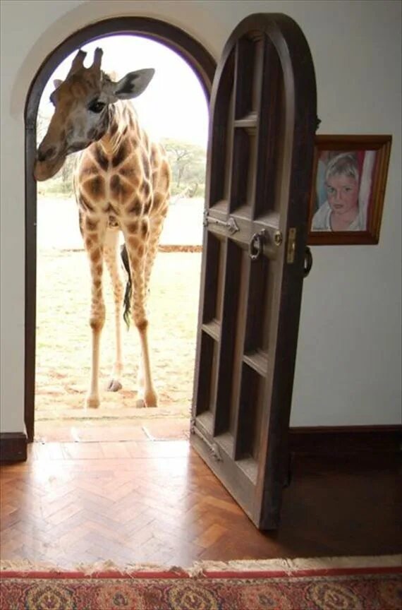 Жираф в окне. Отель giraffe manor. Жираф выглядывает из окна. Жираф заглядывает в окно. Отель giraffe manor, найроби, кения номера.