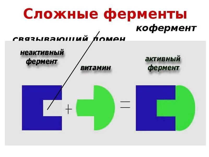 Неактивный фермент. Строение фермента схема. Ферменты и коферменты. Строение ферментов кофакторы и коферменты. Ферменты схема.