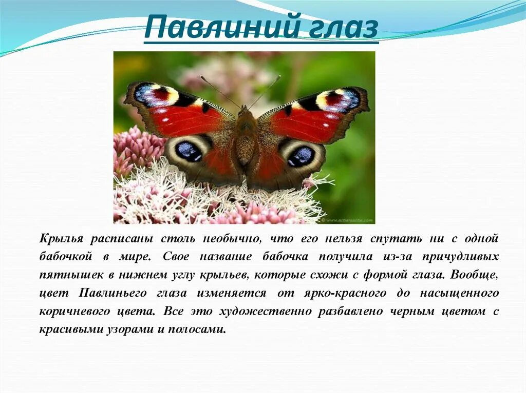 Сообщение первые бабочки 2 класс окружающий мир. Бабочка павлиний глаз описание для 2. Бабочка дневной павлиний глаз сведения. Сообщение о бабочке павлиний глаз 2 класс. Бабочка павлиний глаз красная книга.