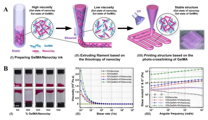 Gelma. Viscosity 3d Print. Structure Gel. Gelatin methacrylate.