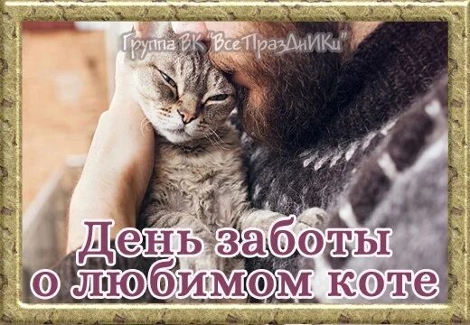 Не везет в жизни. День заботы о любимом коте картинки. День заботы о любимом коте картинки. Ты мой любимый котик. Почему мне в жизни не везет.