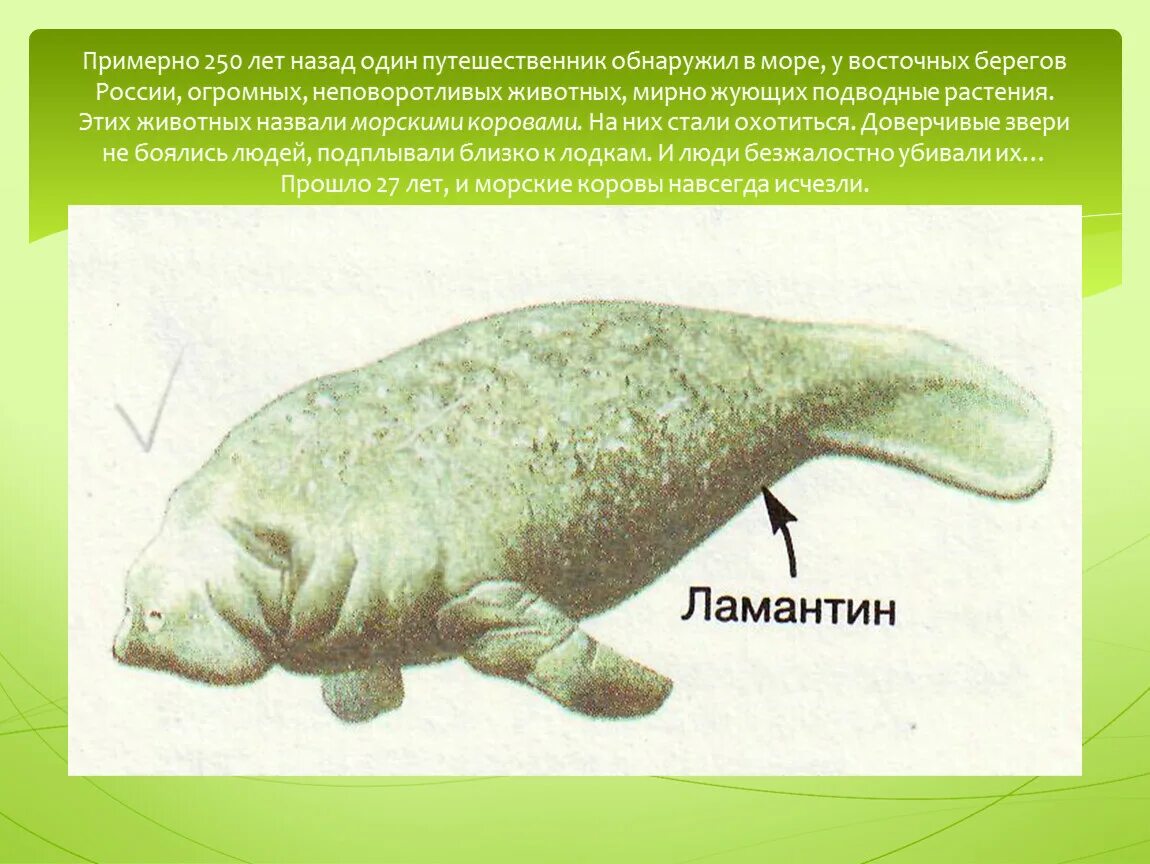 Продолжи словесную цепочку тиранозавр морская корова тур. Стеллерова морская корова. Морская корова рисунок стеллера. Продолжи словесную цепочку тиранозавр морская корова тур. Морская корова исчезнувший вид.