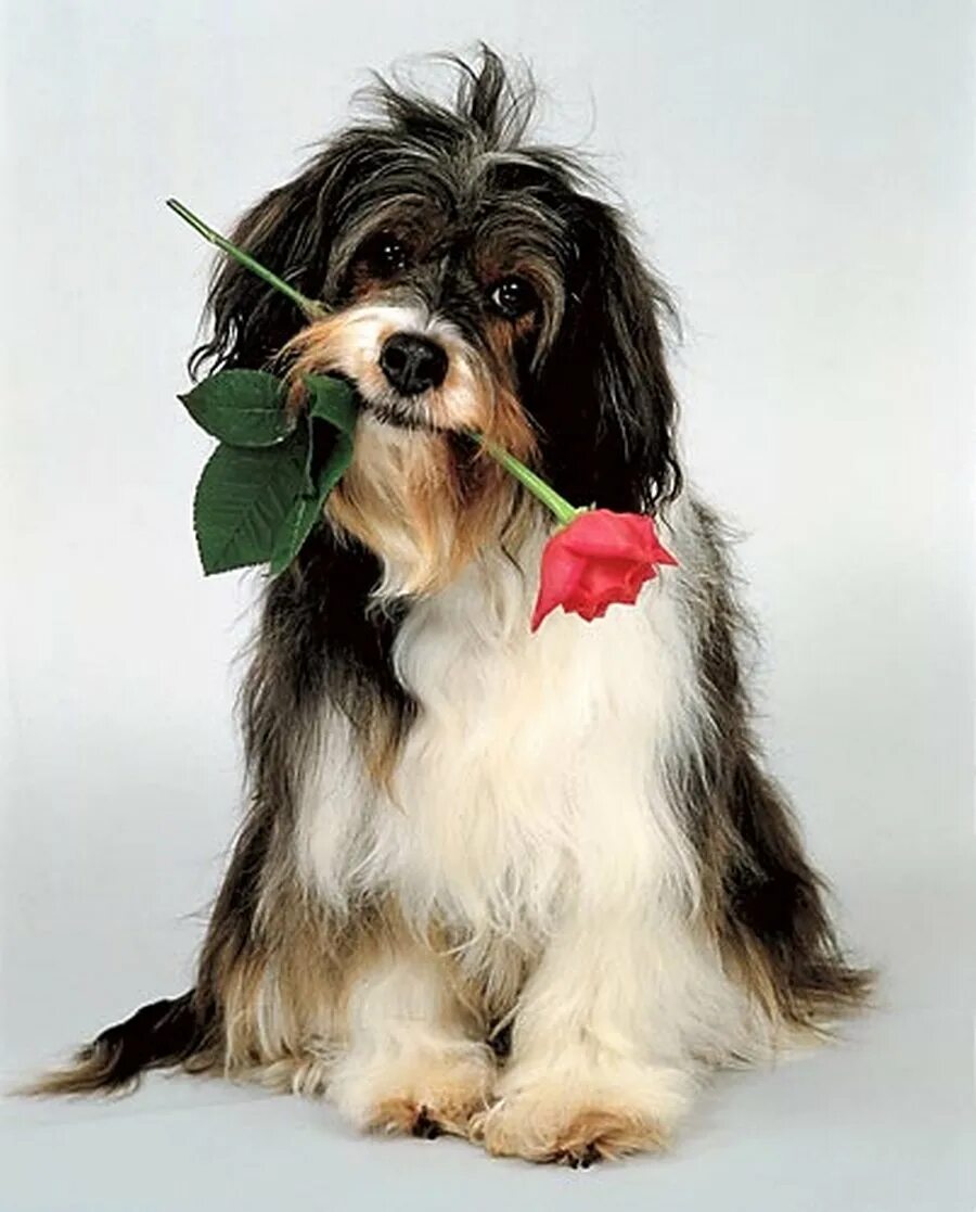 Цветы собачки. День рождения собаки. Открытка с днём рождения с собачкой. Собачка с розой. Выздороветь собака