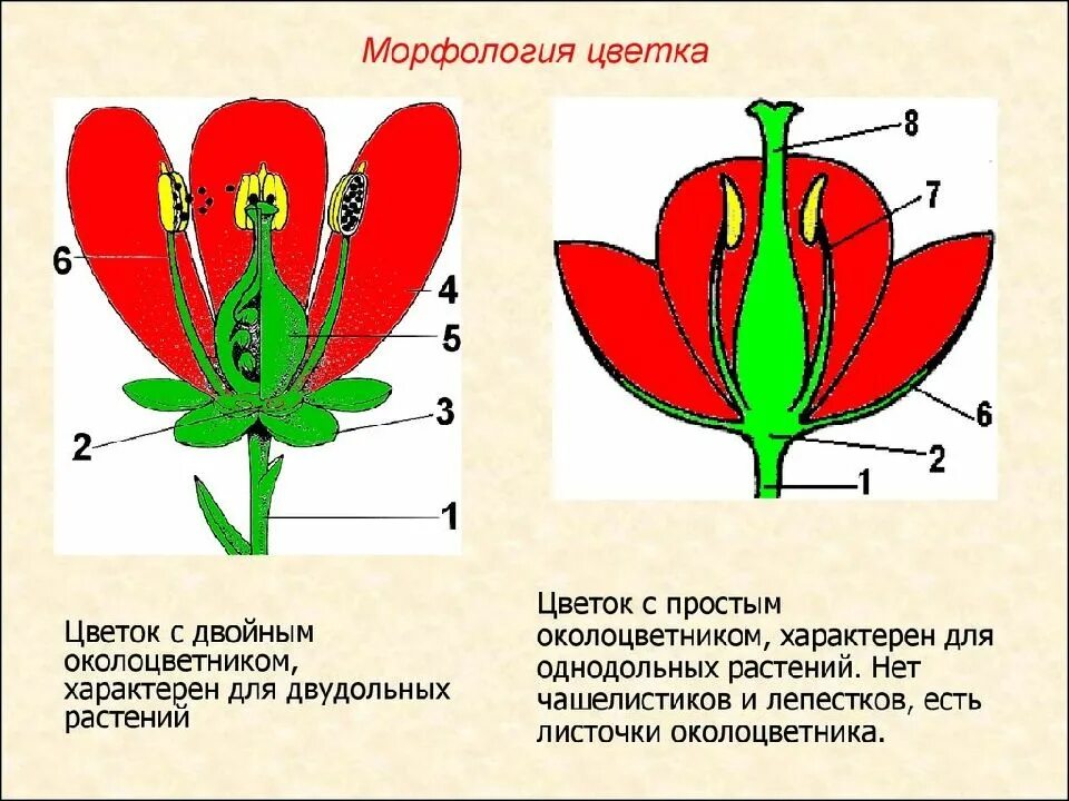 Схема цветка с простым околоцветником. Околоцветник простой и двойной схема. Венчиковидный околоцветник. Строе цветка однодольных и двудольных растений.