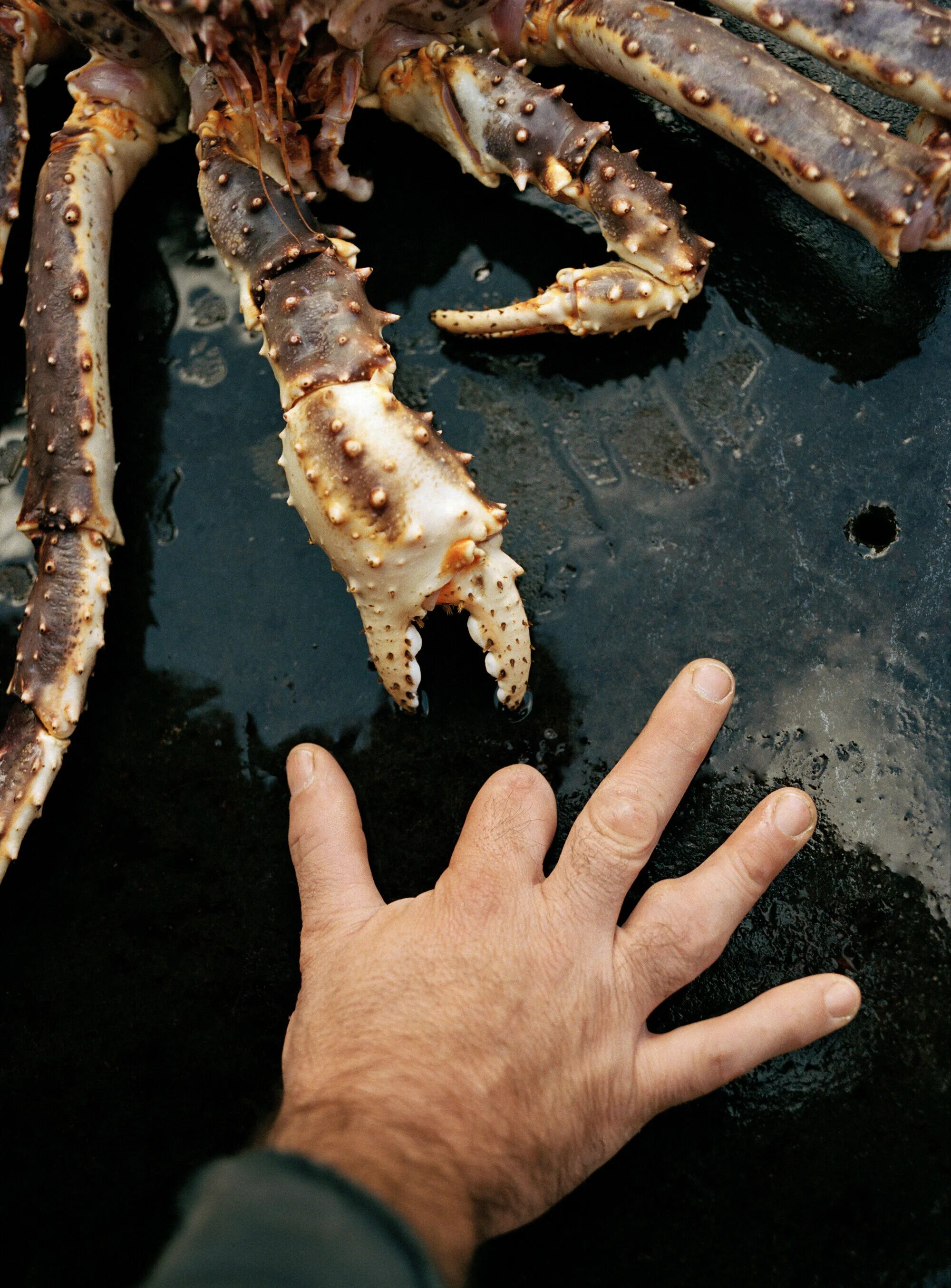 Рыбки крабы. Ловля крабов в Беринговом море. Камчатский краб в руках. Руки краба. Камчатский краб в руках человека.