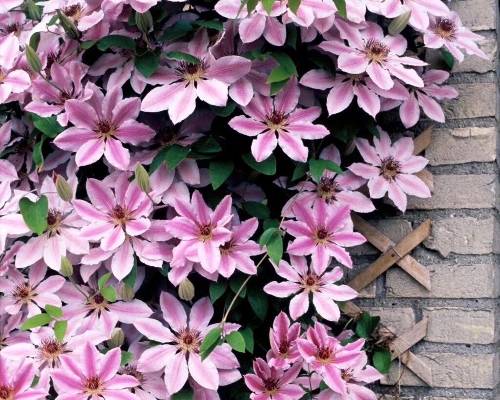 Клематис Clematis Andromeda. Клематис Андромеда Clematis Andromeda. Клематис крупноцветковый Андромеда. Клематис Акафуджи.