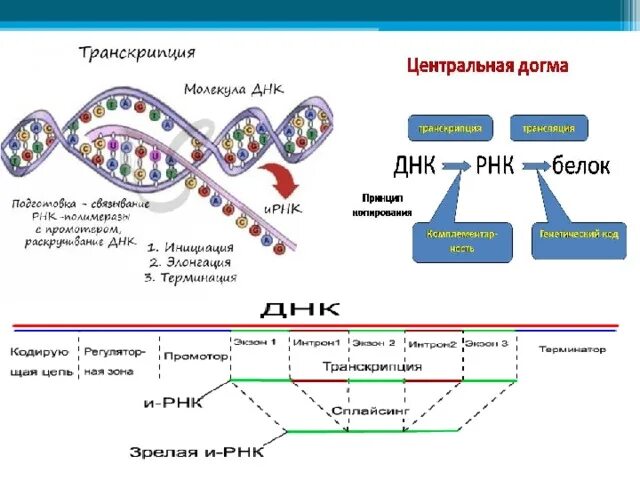 Открыватель принцип передачи генетической информации. Схема реализации генетической информации у прокариот. реализация генетической информации схема.