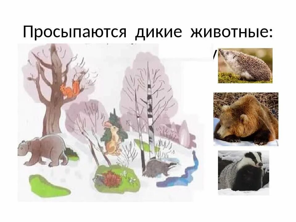 Что делают животные весной