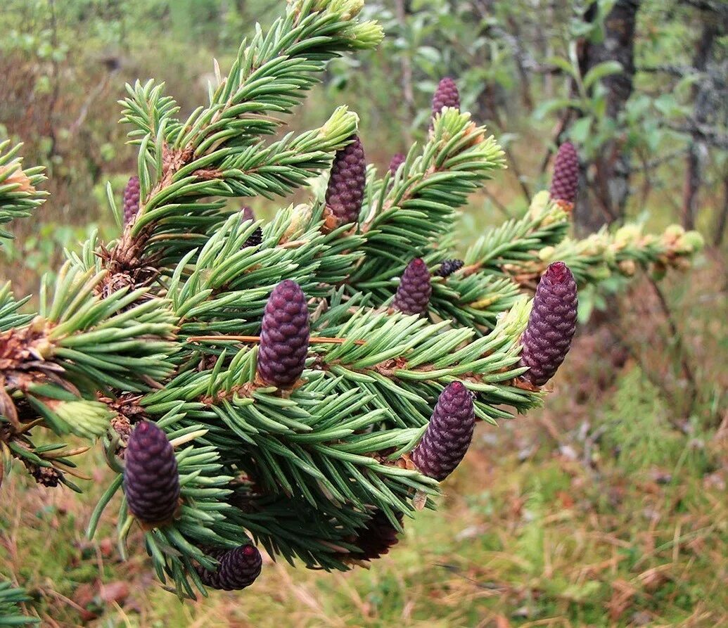 Деревья растущие в сибири. Ель Сибирская (Pícea obovаta). Ель Сибирская (Picea obovata Ledeb. ). Ель Сибирская шишечки. Picea obovata хвоя.