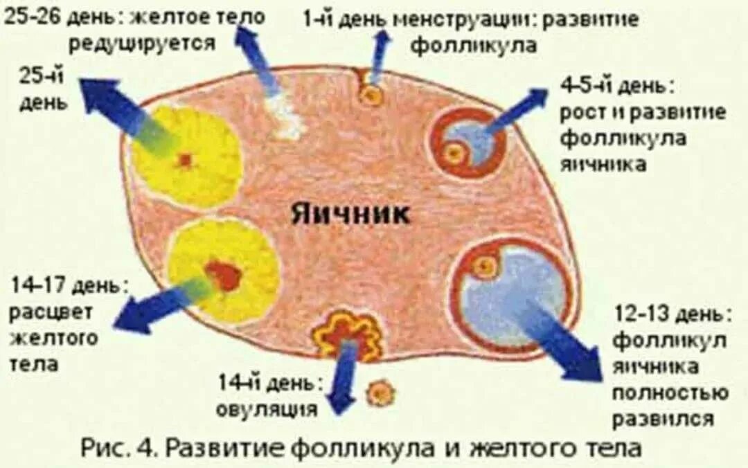 Развитие желтого тела. Фолликул в яичнике после овуляции.