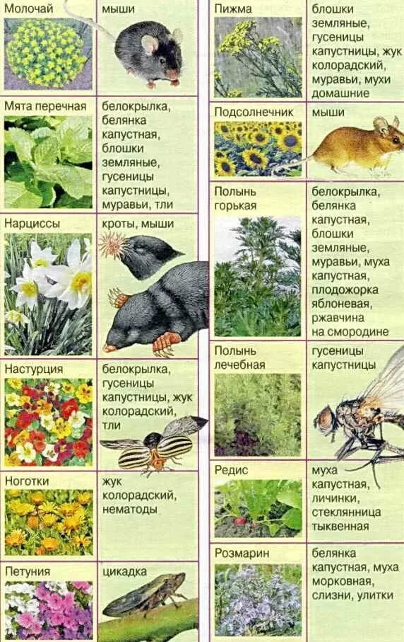Какой запах отпугивает мышей