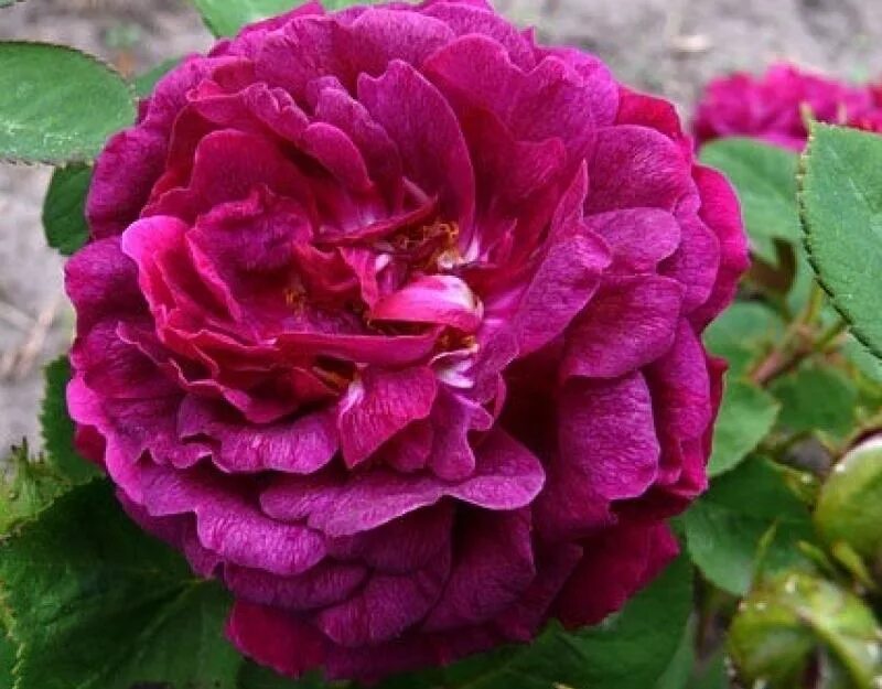 малиновые сорта роз