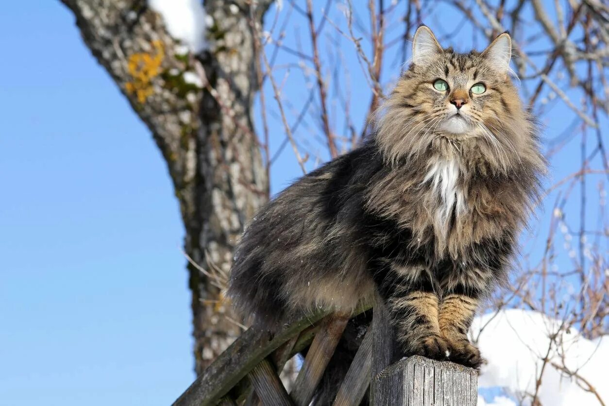 Норвежская Лесная кошка скоггкэт. Skogkatt - Норвежская Лесная кошка.. Бельгийская Лесная кошка. 2 . Норвежская Лесная кошка