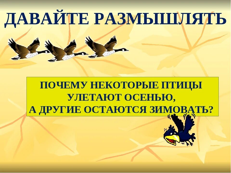 Почему некоторые птицы не улетают. Почему птицы улетают. Почему птицы улетают на Юг. Почему птицы осенью улетают. Почему птицы осенью улетают на Юг.