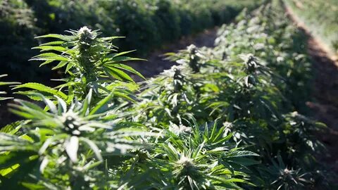 Hemp