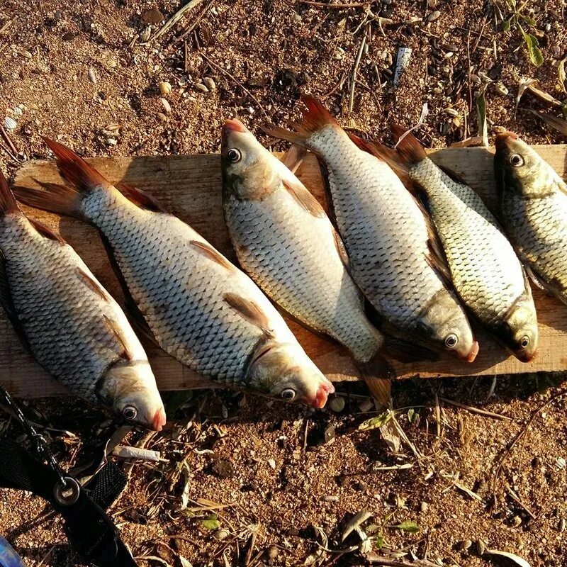 Клёв рыбы по фазам луны на 2022 год. Фото популярных различных активаторы клёва дипи. Таблица лова рыбы. Клев форум. Период клева щуки.