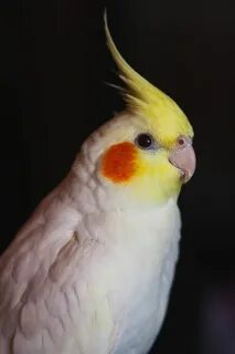 Белый корела