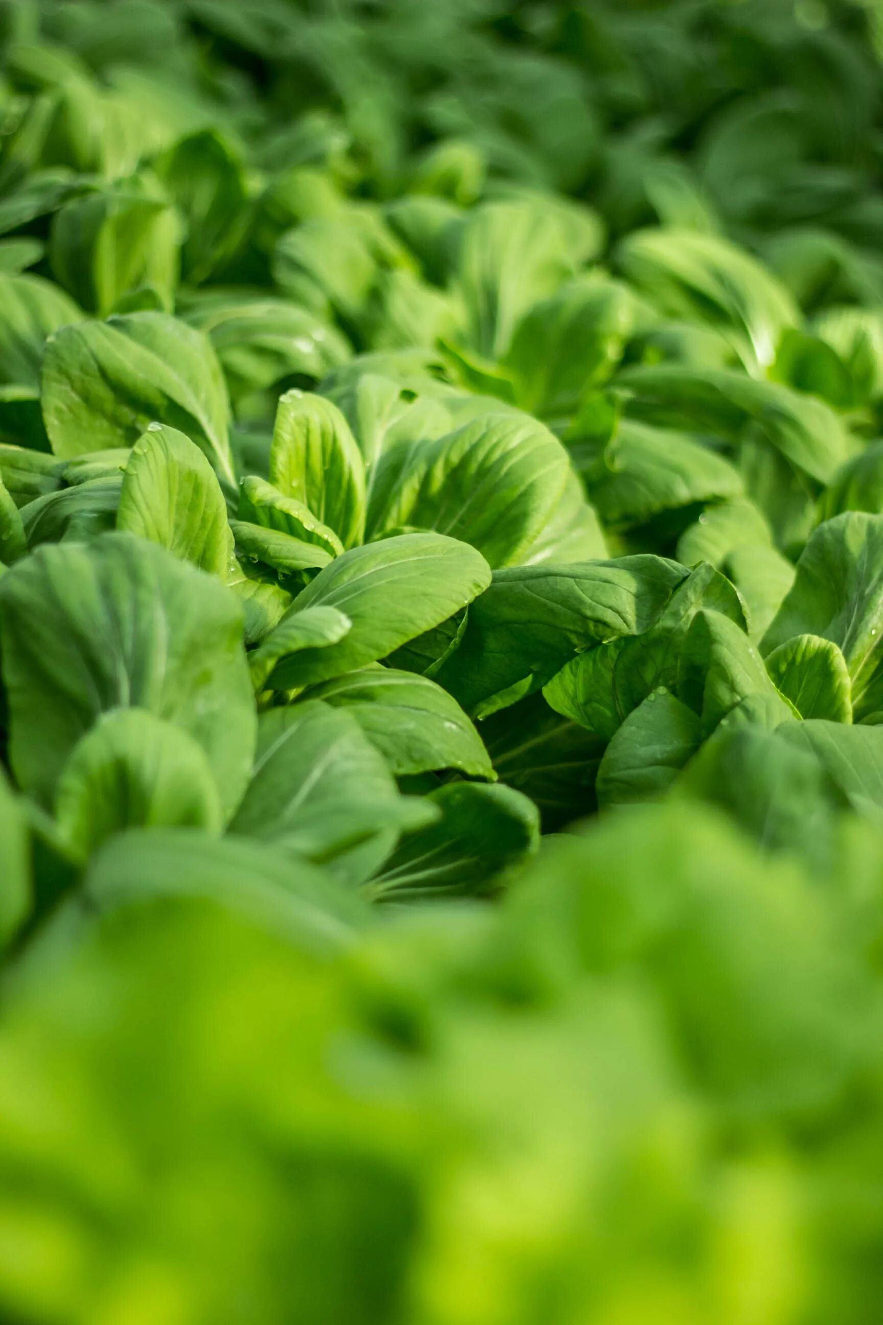 Покажите зелень. Базилик Neapolitano lettuce. Зелёные растения. Зелень для салатов. Свежая зелень.