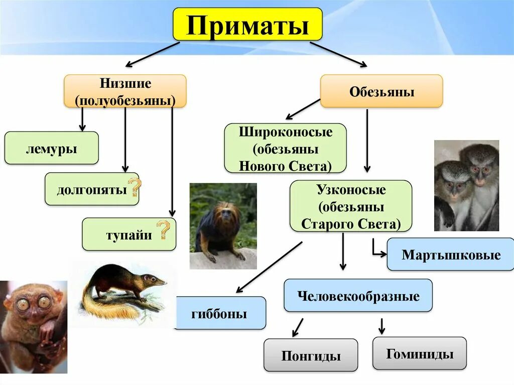 Отряд приматы систематика. Высшие приматы классификация 7 класс. Отряд высшие приматы семейства. Классификация приматов 7 класс биология.