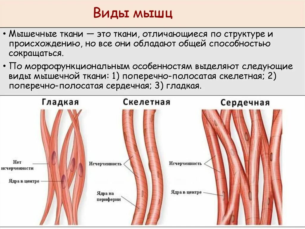 Какая особенность гладкой мышечной ткани. Мышечная ткань. Виды мышц. Гладкие и поперечно полосатые мышцы. Разновидности мышечной ткани.
