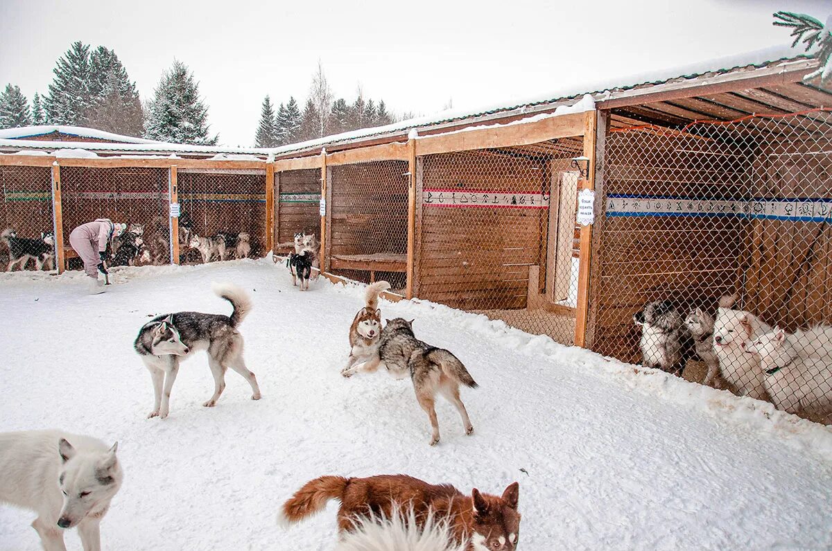 питомник хаски рузская аляска. саамская деревня хаски. деревня жеребенки удмуртия прогулка на хасках. деревня хаски завьяловский район. туристический центр "деревня хаски".