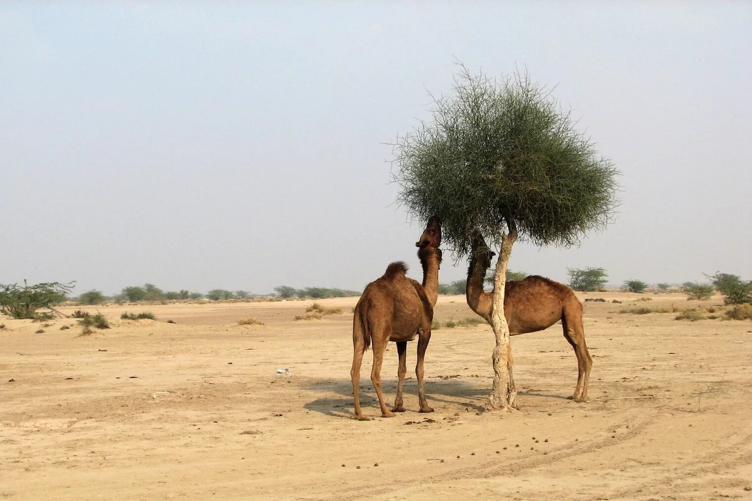 Что есть верблюд в пустыне