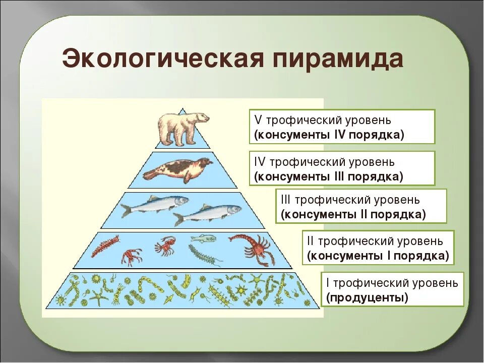 Экологическая пирамида биоценоза