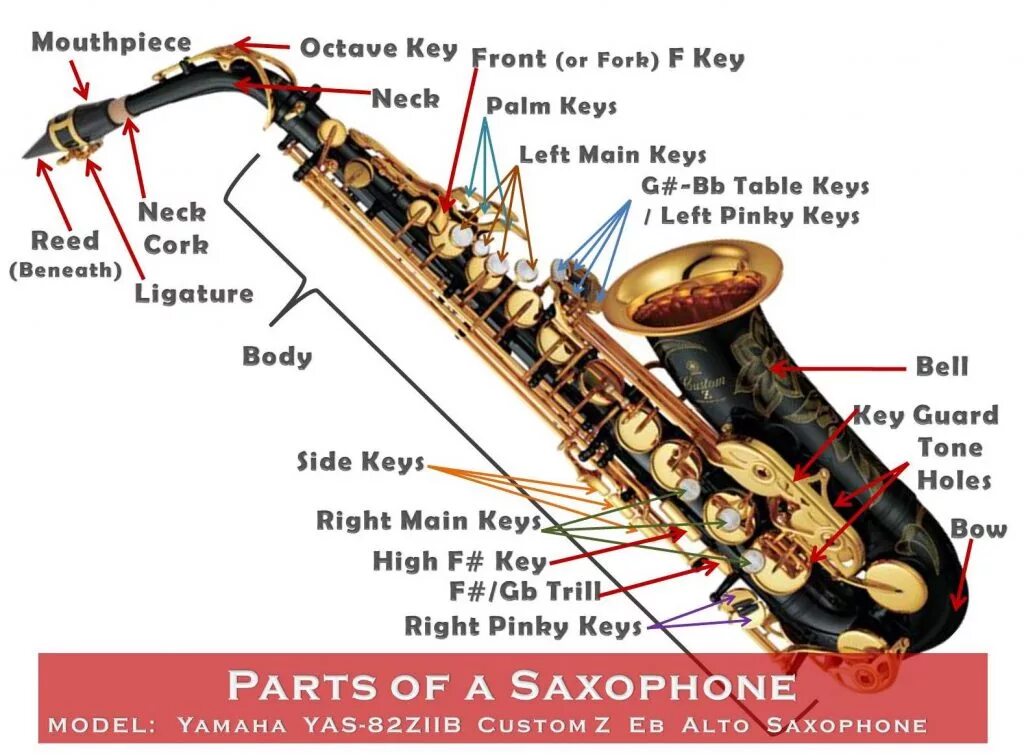Размеры Альт саксофона. Саксофон 3 клапан. Строение саксофона Альта. Устройство саксофона Альт. Саксофон на английском