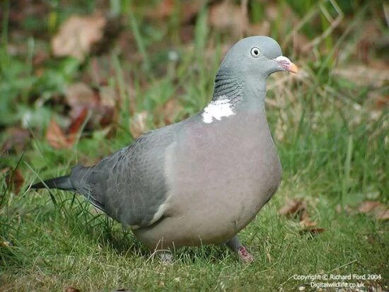 Птица семейства голубей 6 букв. Streptopelia bitorquata. Лесной голубь вяхирь. Сизый голубь. Клинтух вяхирь горлица.