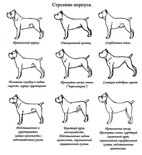 Высокая холка формирующая. Кане Корсо стандарт породы. Кане Корсо стандарт породы таблица. Стандарт пород каре Корсо. Стандарт ФЦИ Кане Корсо.