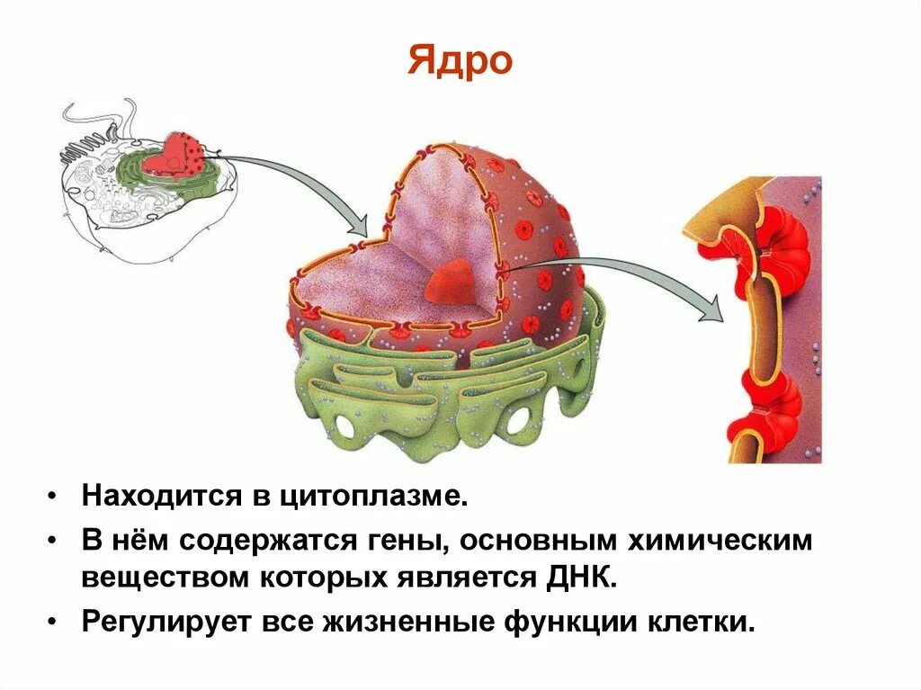 Жизненные функции клеток