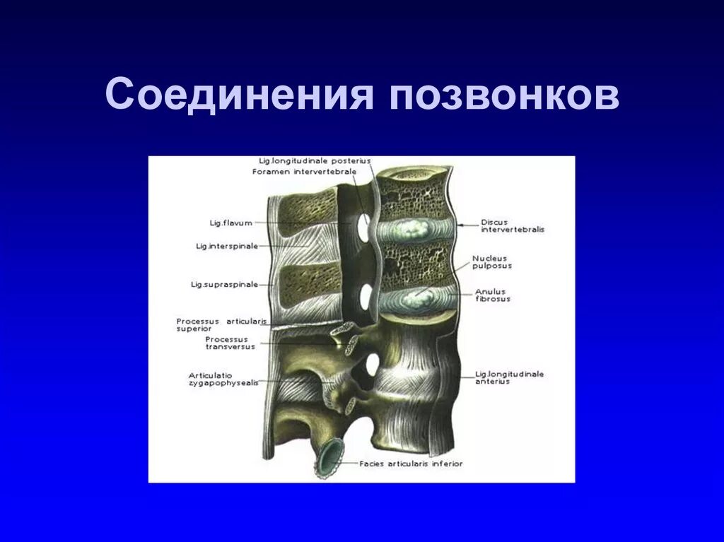 Соединение позвонков вид сбоку. Соединения тел позвонков анатомия. Соединения костей позвоночного столба. Суставные отростки позвонков соединяются.