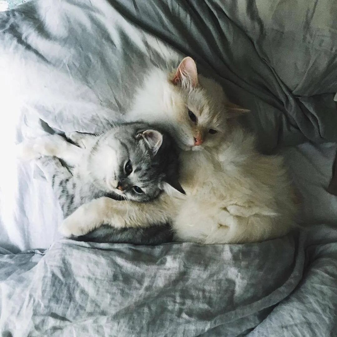 Котенок в постели. Котики обнимаются. Коты спят в обнимку. Два кота спят в обнимку.